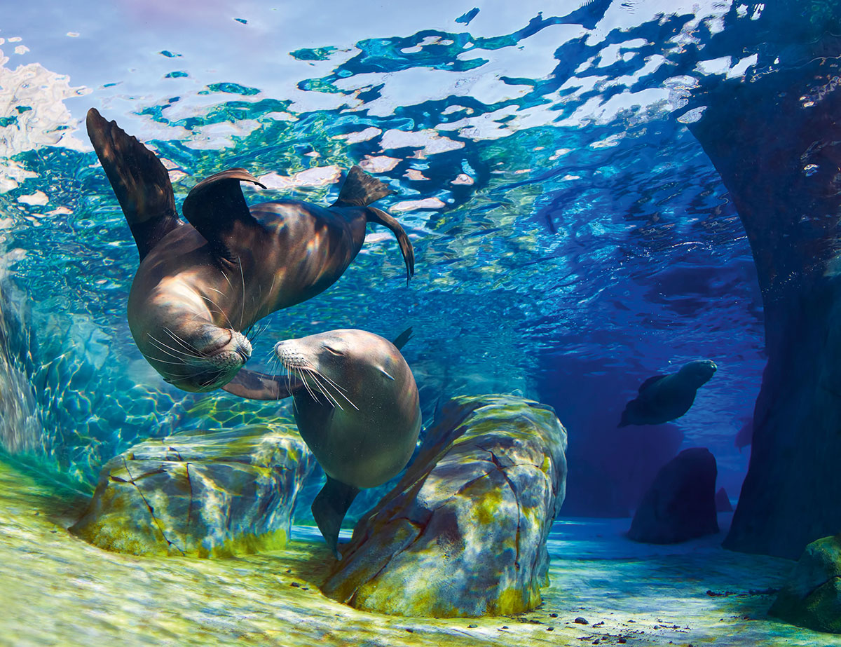 Yachting safari – California sea lions in the Sea of Cortez