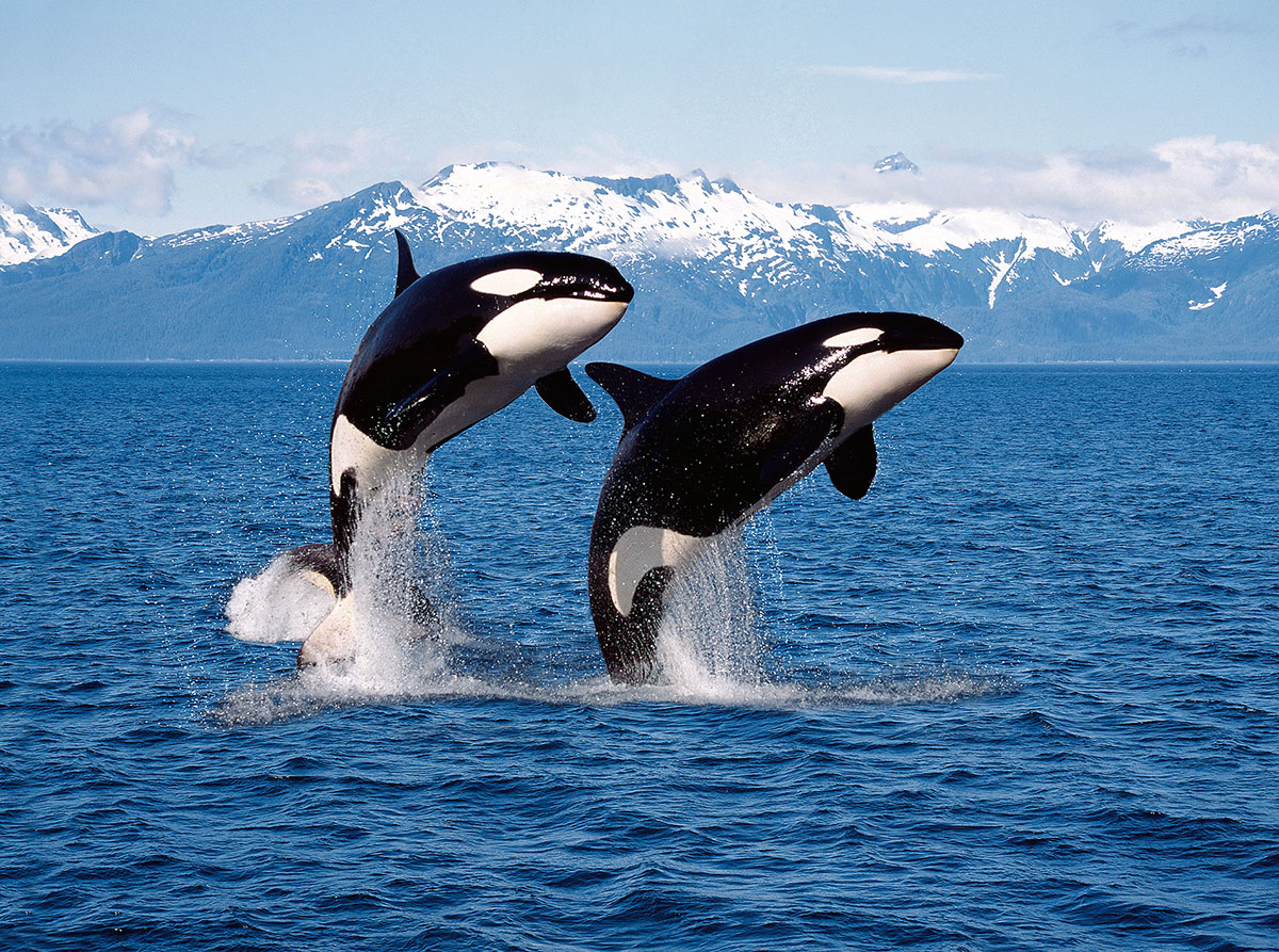 Yachting safari – Orcas in Canada