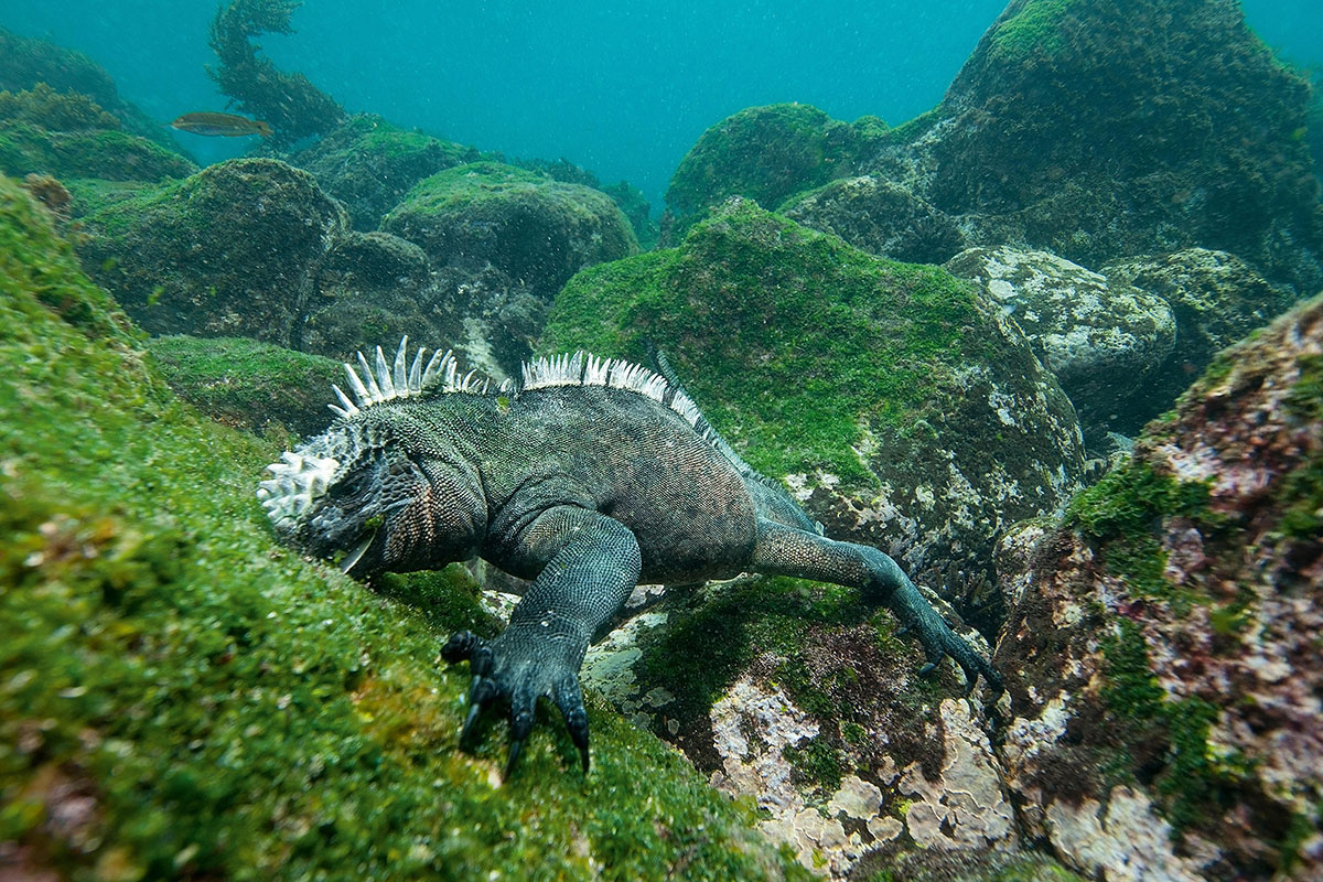 Yachting safari – A marine Iguana in the Galapagos Islands