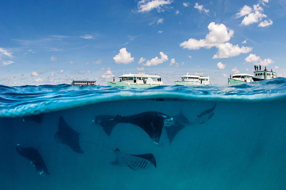 Yachting safari – Manta Point in Indonesia’s Komodo National Park