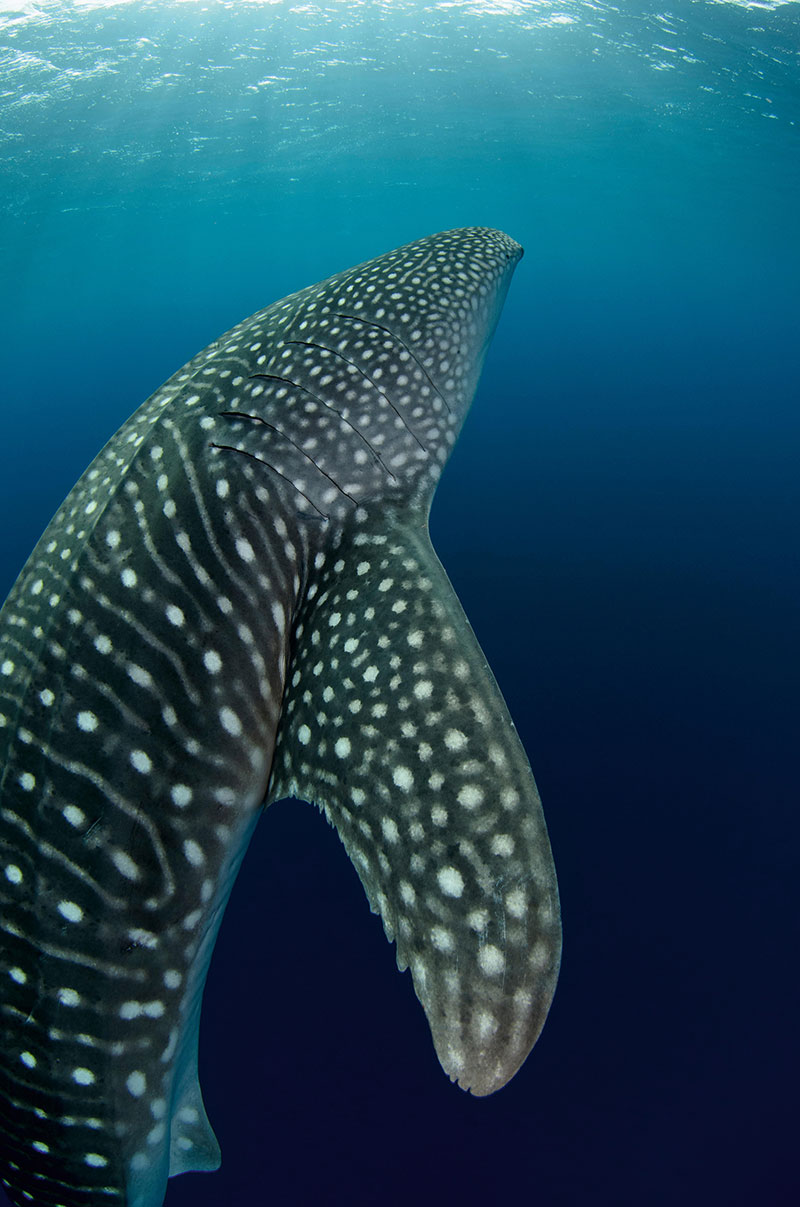 Yachting safari – A Whale Shark in West Papua