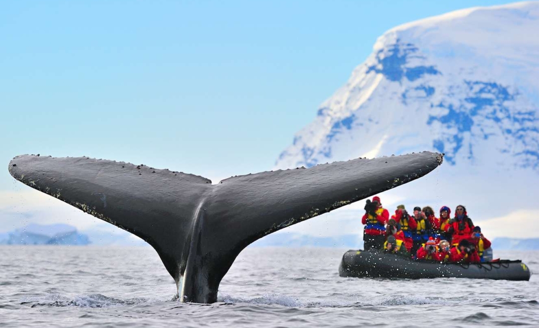Whale Watching Routes Following the Great Migrations