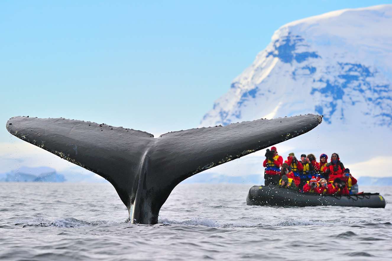 whale watching – A humpback whale diving in Antarctica.